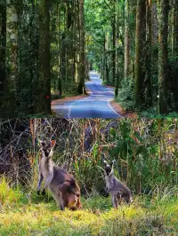 請大數據推給去澳大利亞的你｜攻略可下載！