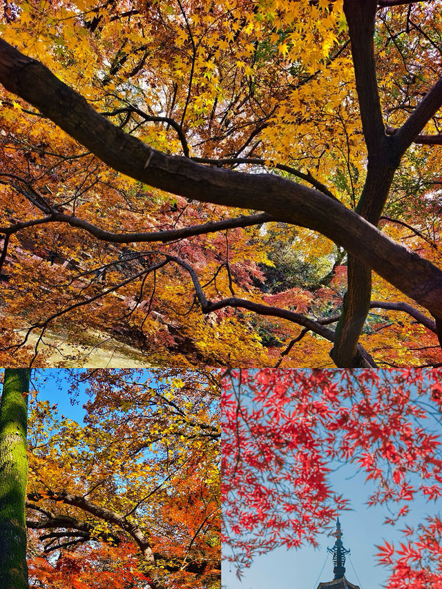 常熟已回，真不建議12月去，太香了