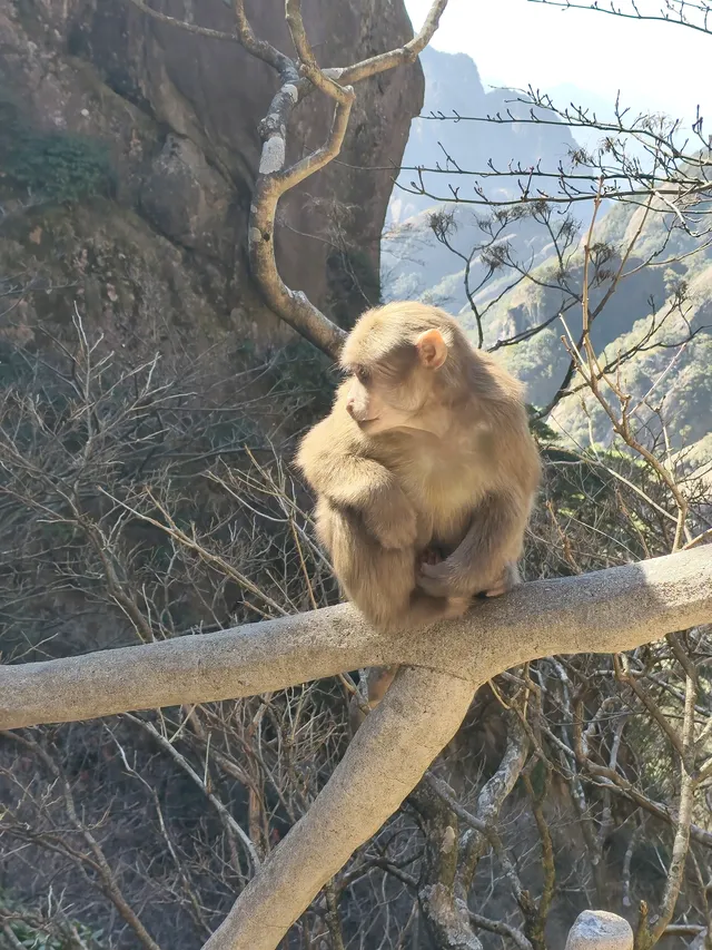 說走就走之爬黃山！累是真累，值是真的值！