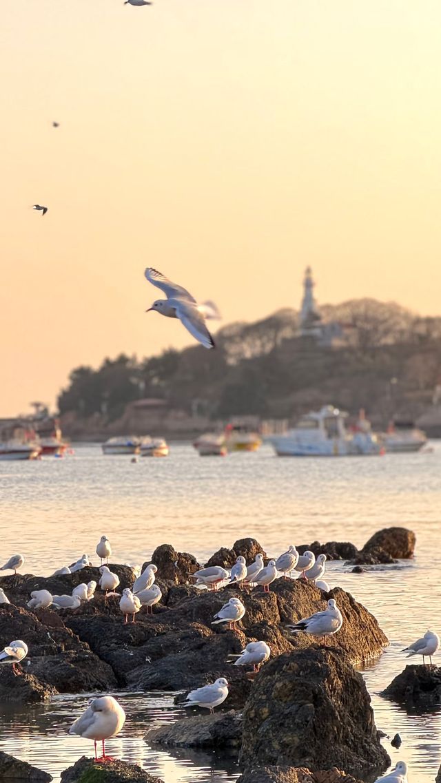 青島老城區賞鷗漫步指南：棧橋、八大峽與信號山的冬日浪漫