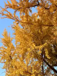 南京12月絕美秋色|玄武日落與鐘山秘境