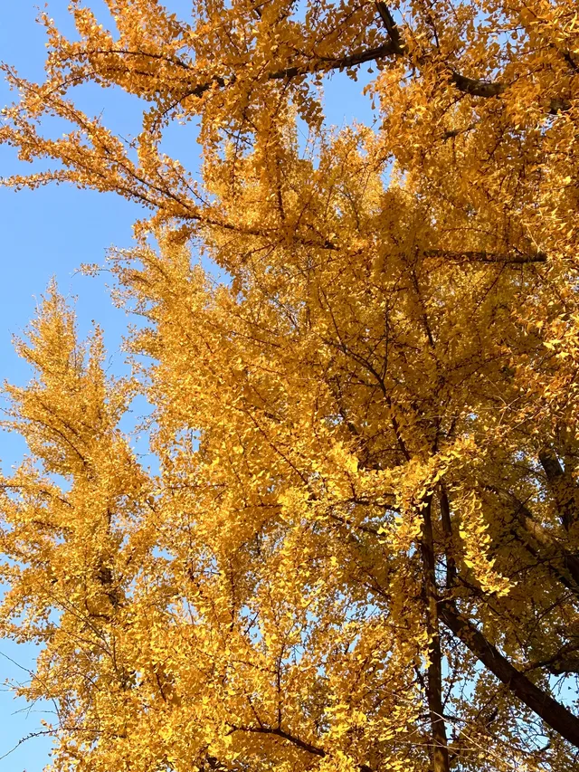 南京12月絕美秋色|玄武日落與鐘山秘境 南京12月絕美秋色|玄武日落與鐘山秘境