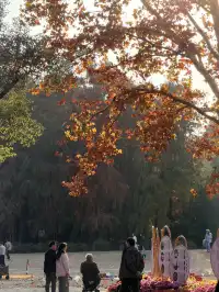 上海秋景封神!共青森林公園拍照真的絕了