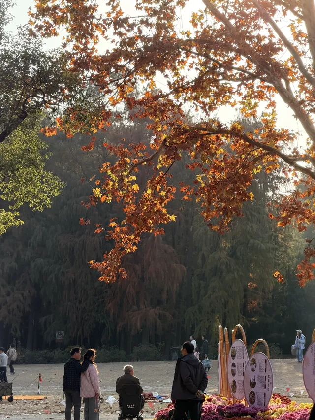 上海秋景封神!共青森林公園拍照真的絕了 上海秋景封神!共青森林公園拍照真的絕了