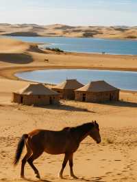 沙湖深度自然課 | 帶娃當“小小科考員”，追蹤濕地精靈，夜觀塞北