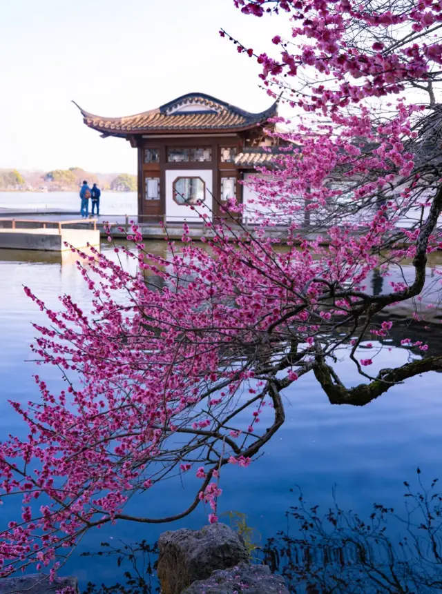 26年杭州梅花開啦,8個絕美賞梅地別錯過