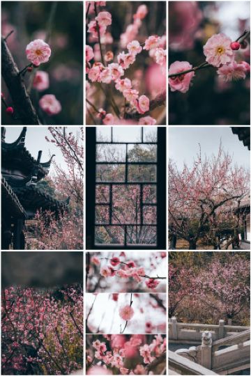 สถานที่ที่ดีที่สุดในการชมดอกบ๊วยในหนานจิง: เนินเขาหยูฮวาไท่