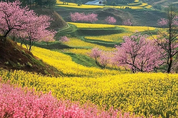 春の期間限定オファー！オランダ、ヒートホールンの花畑を撮影するため