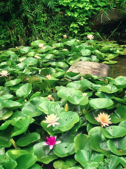 石溪の睡蓮｜閔行体育公園の夏の詩篇 | Trip.com 上海