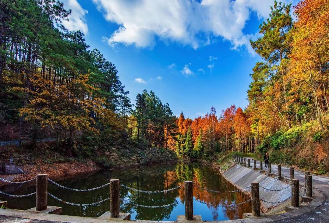 Panduan Wisata Musim Gugur Cangxi 2026 | Permata Emas Tersembunyi di Sichuan Utara, Surga Penyembuhan yang Jauh dari Jalur Wisata Utama