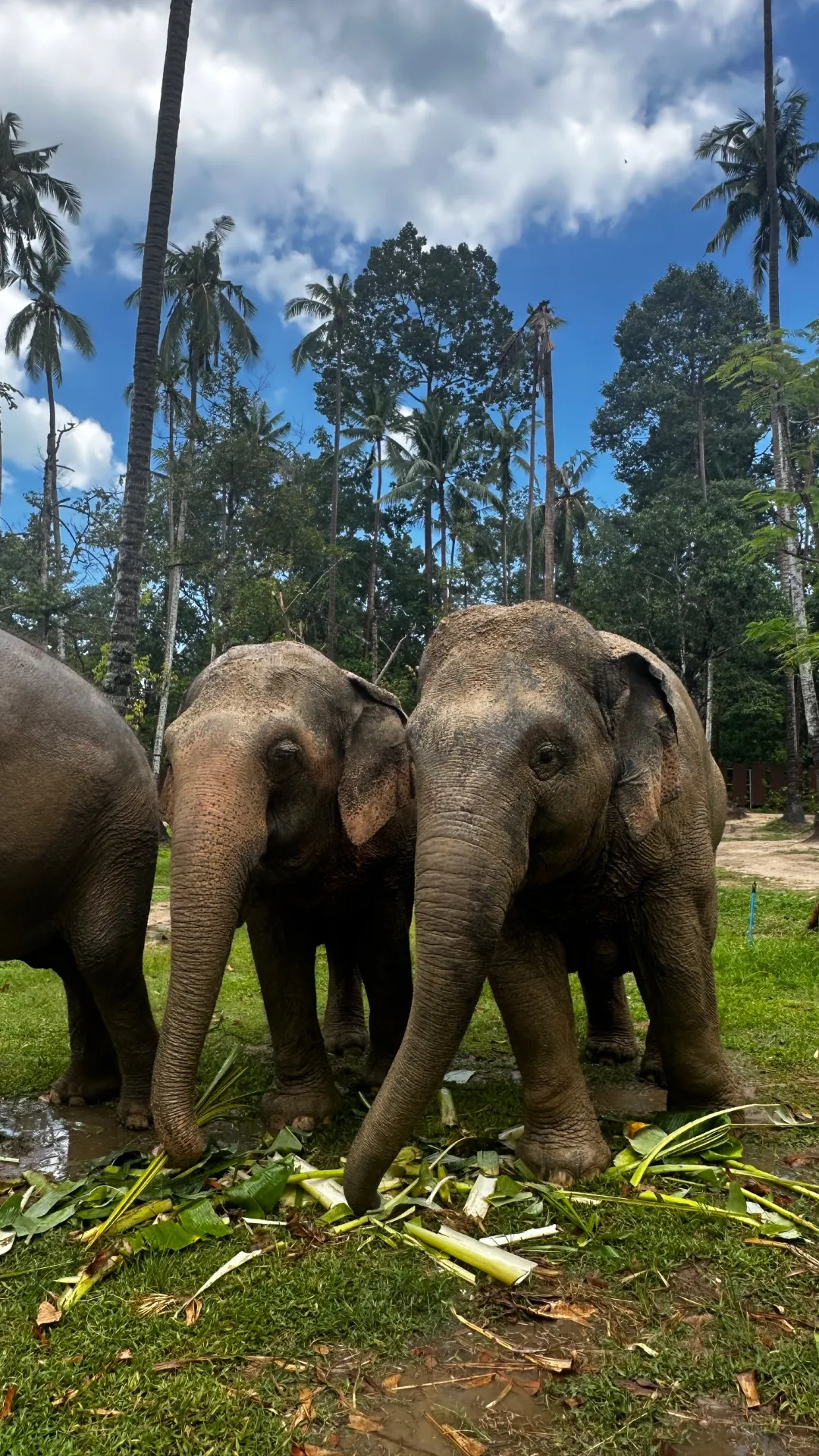 An elephant sanctuary on Thailand's must-visit list—who knew family trips could be this heartwarming?