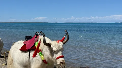 Qinghai Lake | If you come with me to see the northwest's sapphire — traveler post in Xining