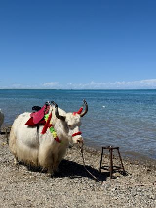 Qinghai Lake | If you come with me to see the northwest's sapphire