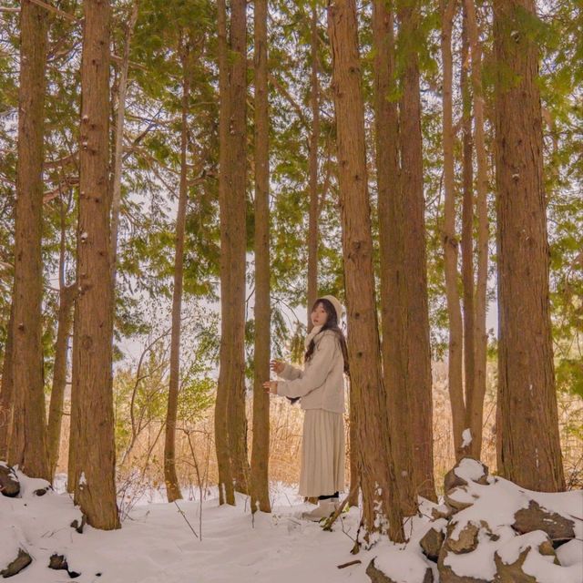 ❄️눈쌓인길 나무사이로 산책가능한곳 [제주, 샤이니숲길]🌲