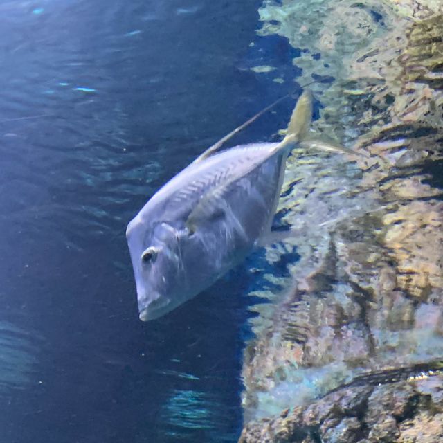 S.E.A. Aquarium, Singapore - Amazing