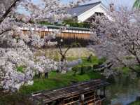【京都市】桜 x 川 x 舟の風情🌸
