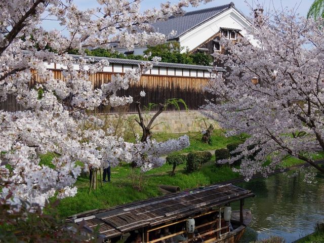 【京都市】桜 x 川 x 舟の風情🌸