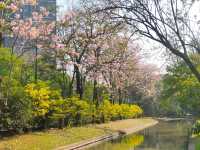 ชมพู่พันธุ์สวนจตุจักร