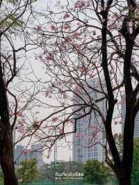 🌸🌸 พาถ่ายรูปดอกชมพูพันธ์ุทิพย์ที่สวนรถไฟ 