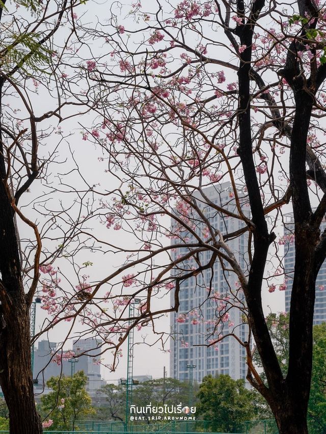 🌸🌸 พาถ่ายรูปดอกชมพูพันธ์ุทิพย์ที่สวนรถไฟ 