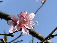 本地遊｜大埔海濱公園｜花種超多賞花必去