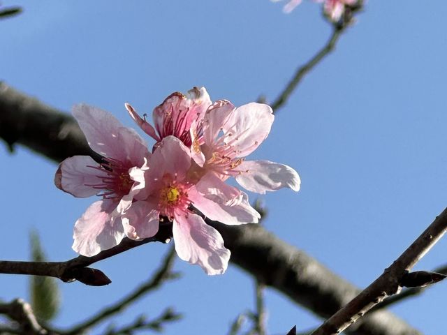 本地遊｜大埔海濱公園｜花種超多賞花必去