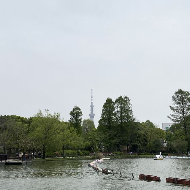 東京賞櫻熱點 - 上野公園
