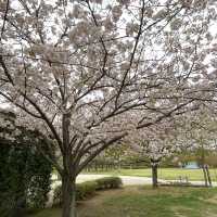 長野市的名勝善光寺及城山公園