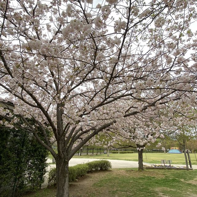 長野市的名勝善光寺及城山公園