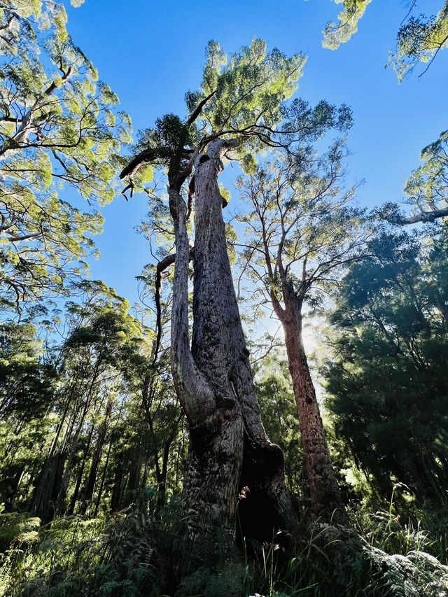 Valley of the Giants 🇦🇺🌏 TingleTrees400yrs