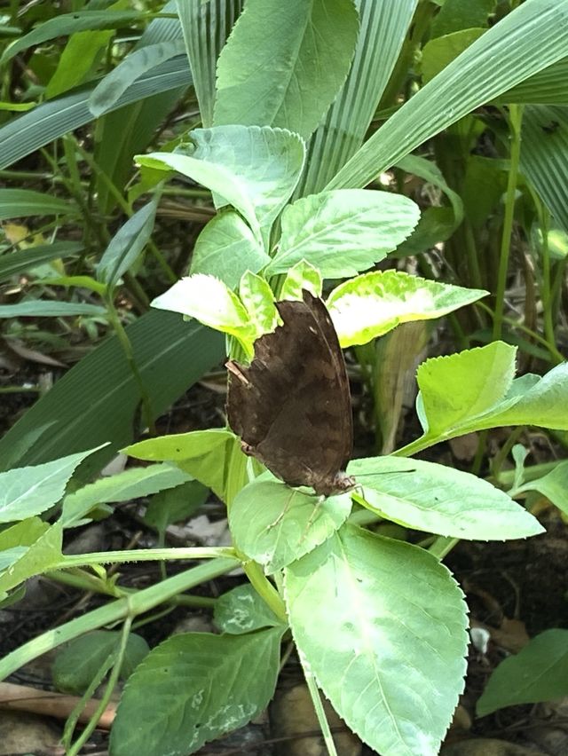 深圳蓮花山公園