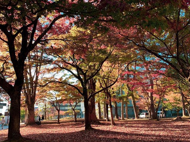 สวนกวางนารา Nara Park 🦌
