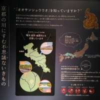 オオサンショウウオを堪能できる　京都水族館