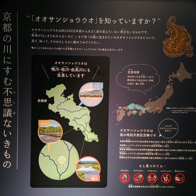 オオサンショウウオを堪能できる　京都水族館