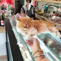น้องเหมียวชาบู@Flamingo cafe