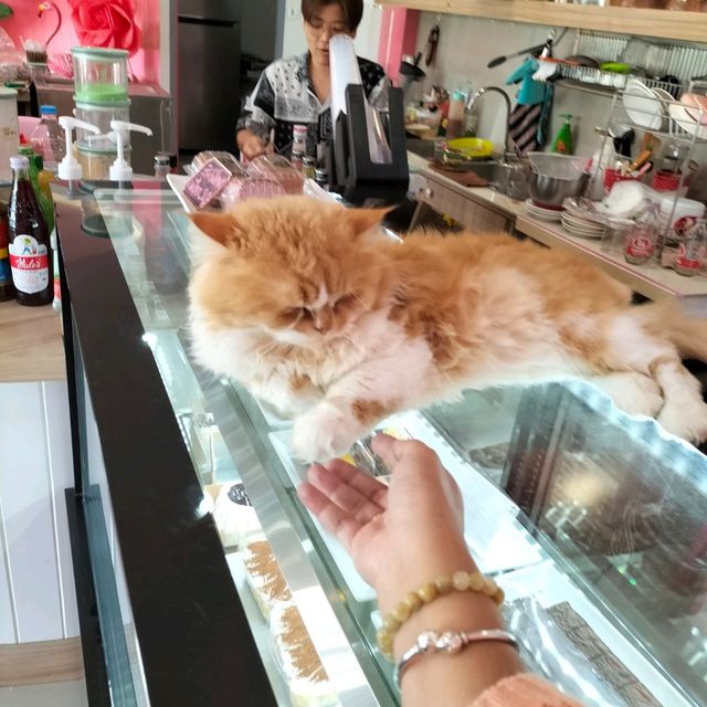 น้องเหมียวชาบู@Flamingo cafe