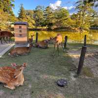 Oh deer! Thousands of deer at Nara Park 🦌