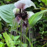 Tropical Spice Garden