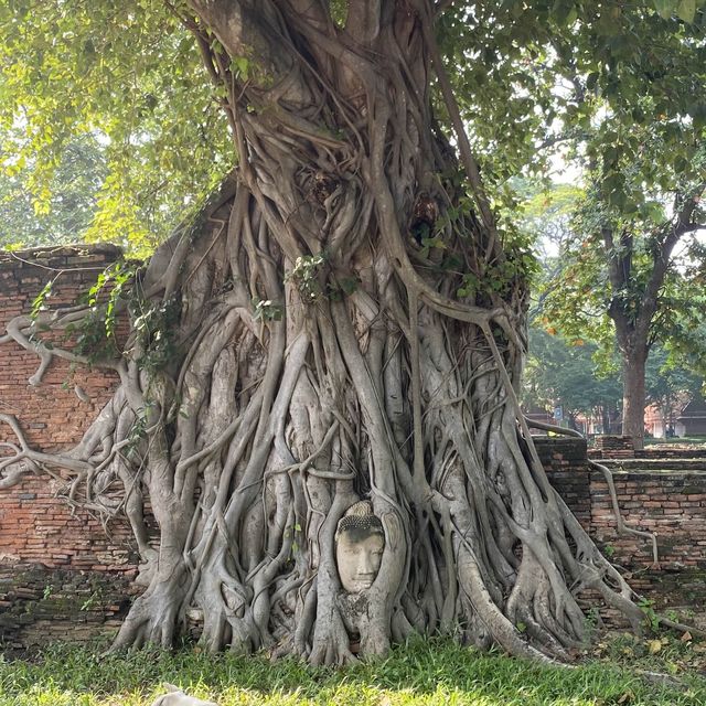 Buddha head held by tree vines at Ayutthaya