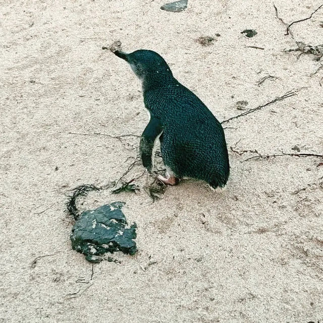 Phillip Island Penguin Parade, Melbourne 🇦🇺