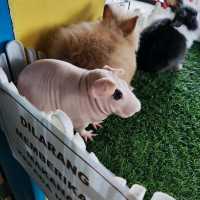 Bukit Merah Pavilion Mini Petting Zoo