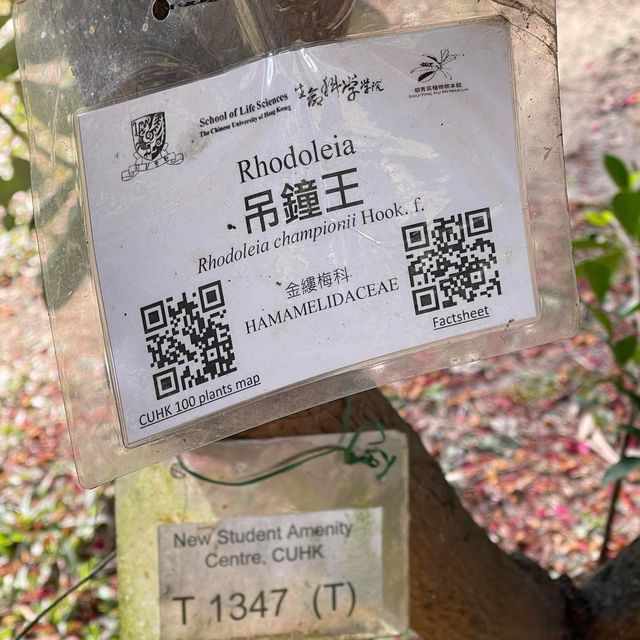 賞花季必到之中文大學‼️超令湖景