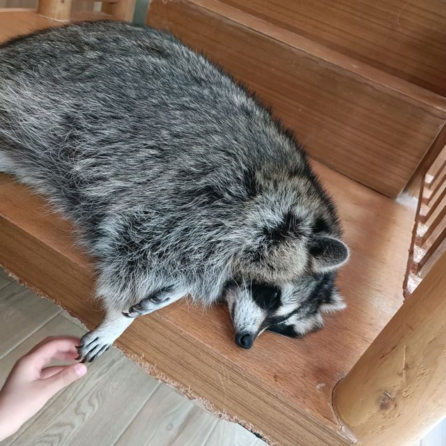 曼谷人氣打卡動物園主題Cafe