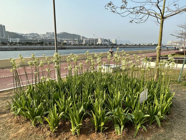 坐港鐵遊香港｜石門站｜安景街公園櫻花以外有驚喜