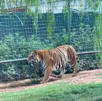 Zoo Safari in Fasano, beautiful experience 