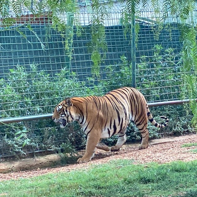 Zoo Safari in Fasano, beautiful experience 