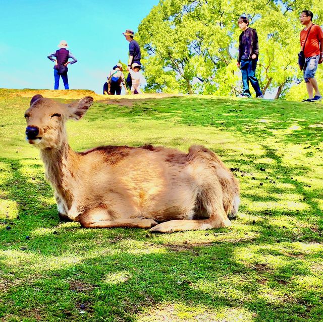 若草山