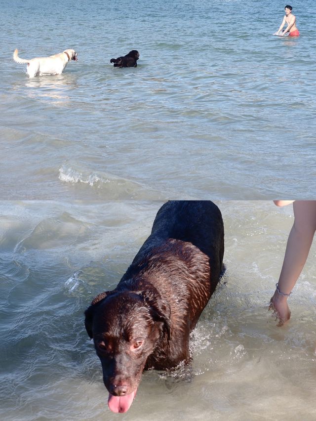 香港 | 夏日海灘🏖 水清沙幼的港版馬兒代夫