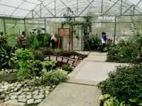 Experience to the Butterfly Farm