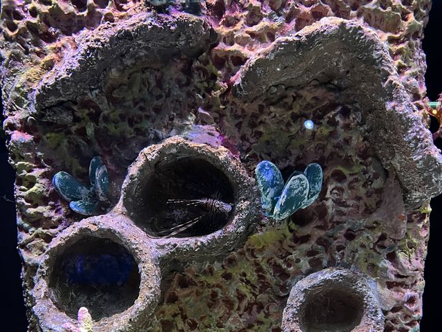 Aquarium​ Phuket ที่ใหญ่ที่สุดในประเทศไทย​